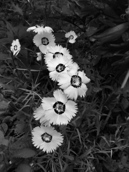 Rosa Doncella Blanca Sobre Fondo Hierba Oscura Imagen de archivo