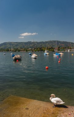 Zürih Gölü Swan ve tekne palamarla