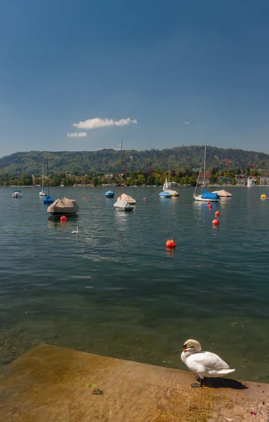 Cisne e barcos ancorados no lago Zurique — Fotografia de Stock
