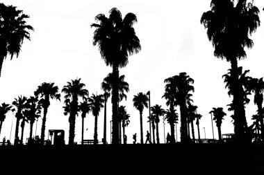 Siyah beyaz insanlarla palmiye ağaçlarının Silhouettes.