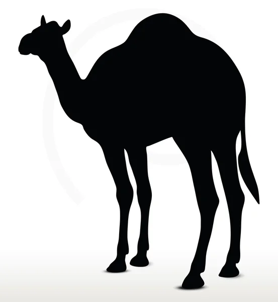 Kamel in Standard-Pose — Stockvektor
