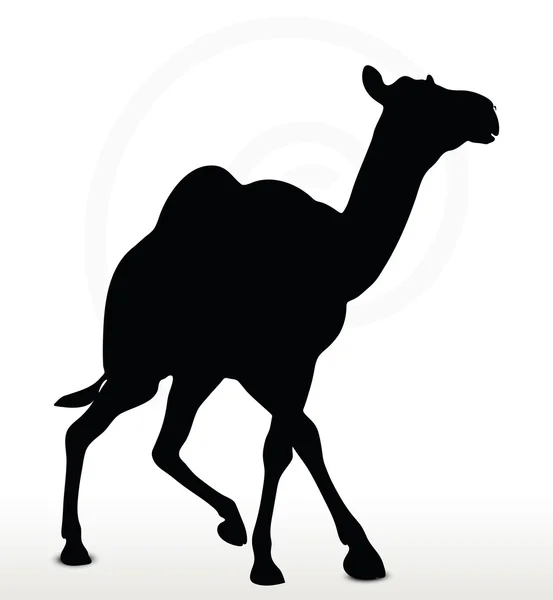 Kamel im Trab — Stockvektor