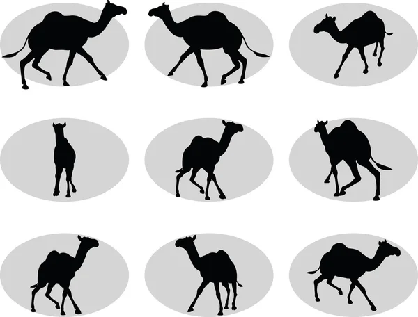 Camelo em trote pose — Vetor de Stock
