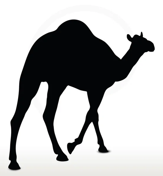 Camelo em pé pose — Vetor de Stock