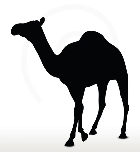 Camel in Walking pose — Stock Vector