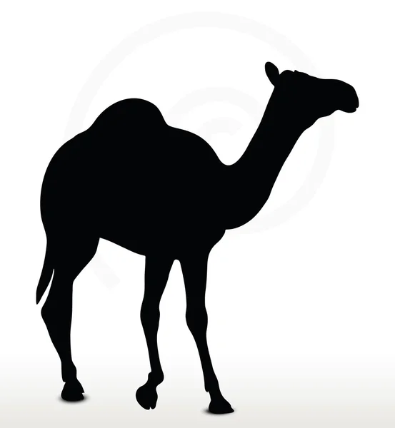 Camello en pose de caminar — Vector de stock