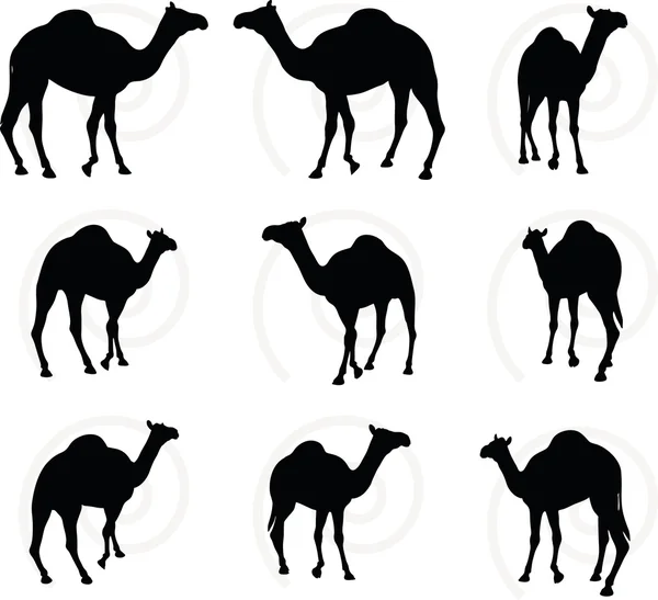Kamel in Gehpose — Stockvektor
