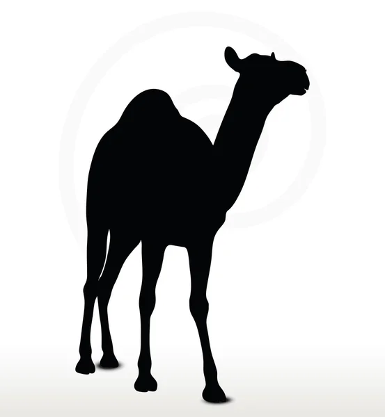 Camelo em pé pose — Vetor de Stock