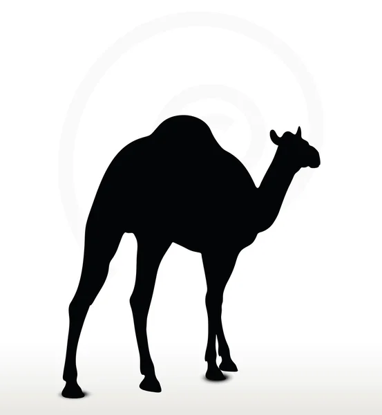 Camel in Walking pose — Stock Vector