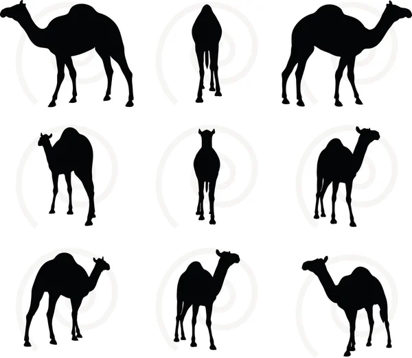 Camel in Walking pose — Stock Vector