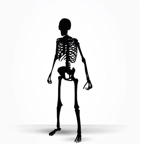 Silhouette squelette en pose debout — Image vectorielle
