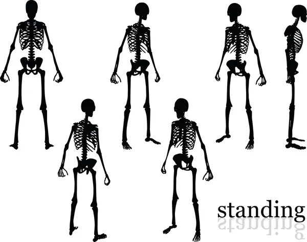 Силуэт скелета в стоячей позе — стоковый вектор