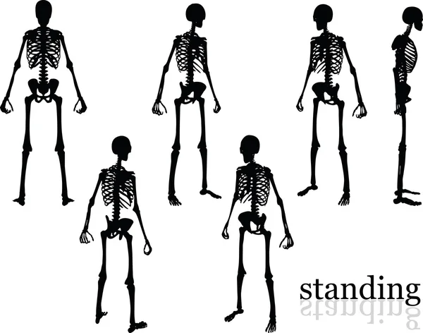 Skeleton silhouette in standing pose — Stock Vector