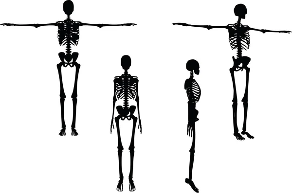 Skeleton silhouette in default pose — Stock Vector