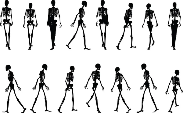 Skelet silueta v chůze — Stockový vektor
