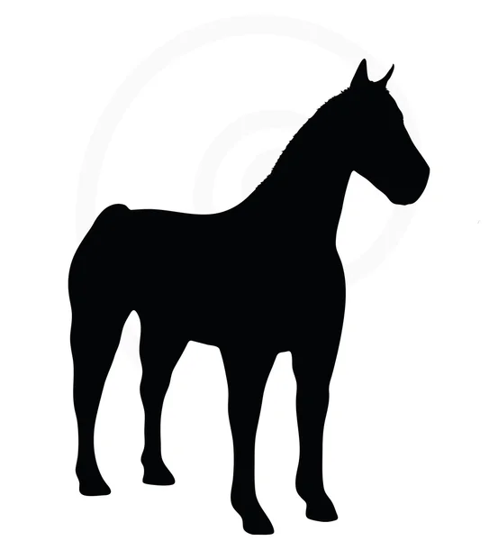 Silueta koně izolované na bílém — Stockový vektor