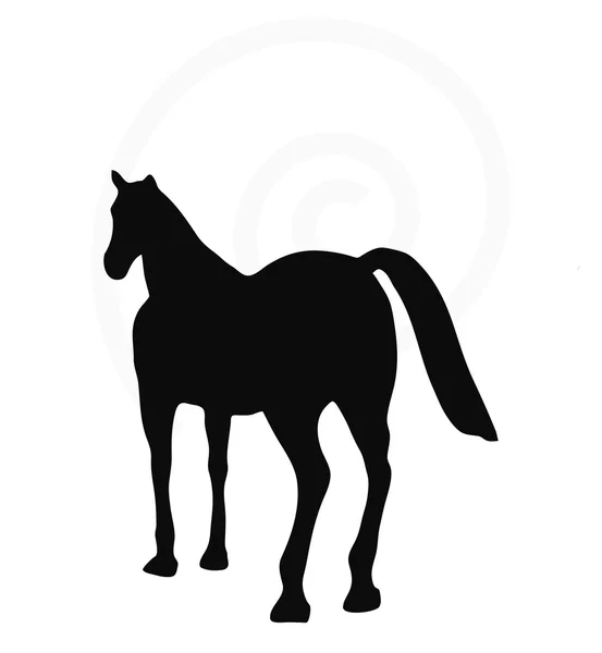 Silhouette cavallo isolato su bianco — Vettoriale Stock