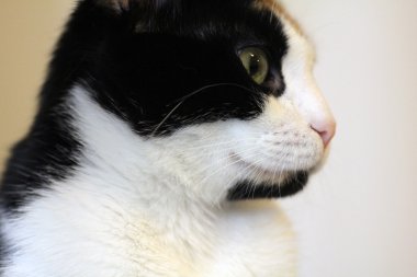 KAMERA 'YA KEDİYOR