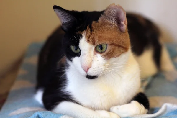 Cat looking at camera — Stock Photo, Image