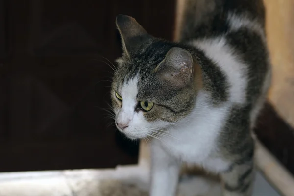 CAT spogląda na CAMERA — Zdjęcie stockowe