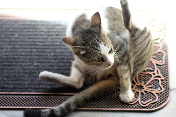 CAT guarda la telecamera. — Foto Stock