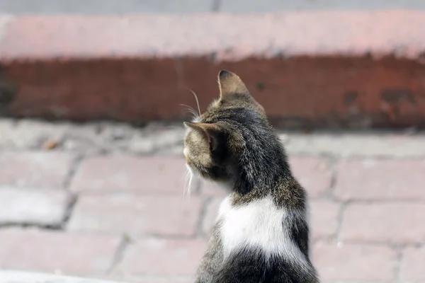 CAT spogląda na CAMERA — Zdjęcie stockowe