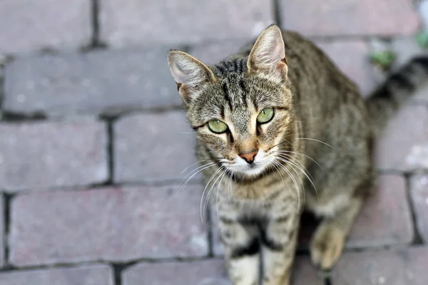 CAT guarda la telecamera. — Foto Stock