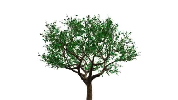 vie de l'arbre