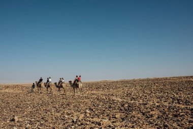 Camels resting in the desert with traditional saddles, captured in natural daylight. A peaceful Middle Eastern landscape showcasing desert wildlife, travel, and adventure.