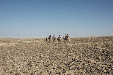 Camels resting in the desert with traditional saddles, captured in natural daylight. A peaceful Middle Eastern landscape showcasing desert wildlife, travel, and adventure.