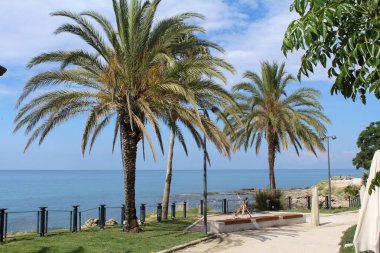 Hindi. Yana. Harika deniz manzarası ve palmiye ağaçları.