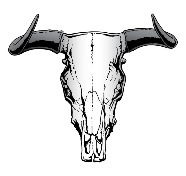 Touro ocidental ou crânio de boi — Vetor de Stock