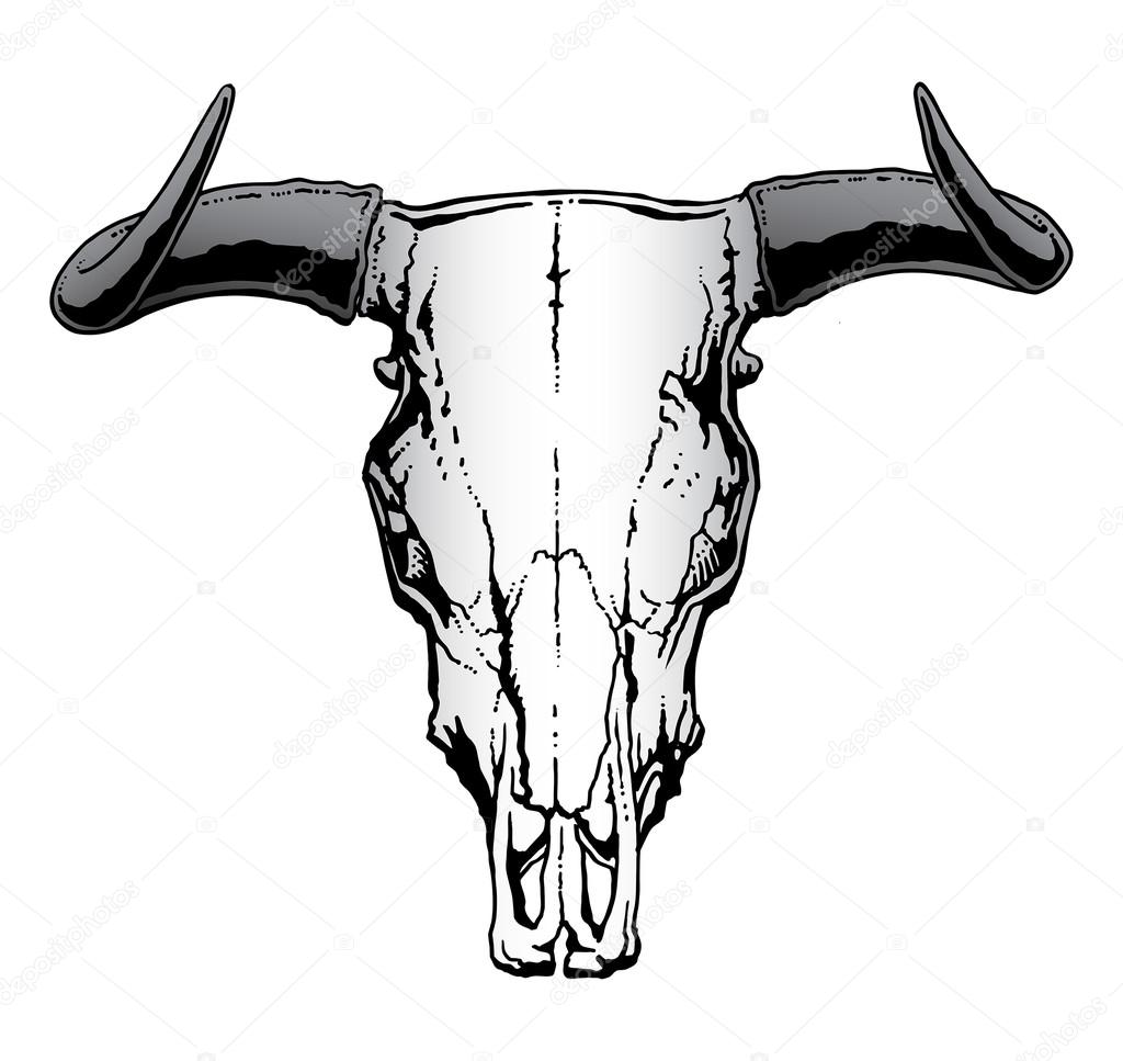 Western Bull or Steer Skull