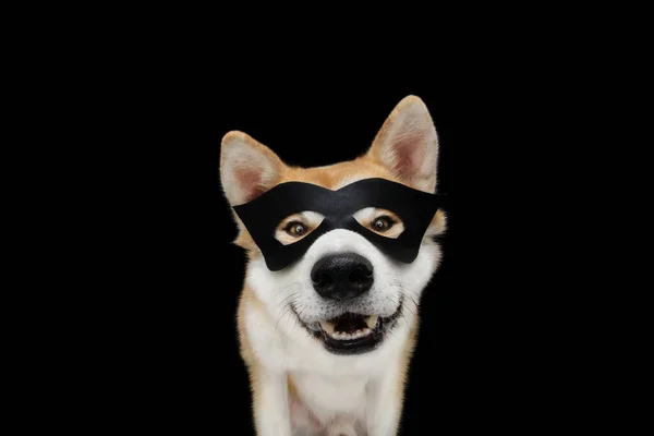 Grappige Akita Hond Vieren Halloween Carnaval Nieuwjaar Met Een Held — Stockfoto