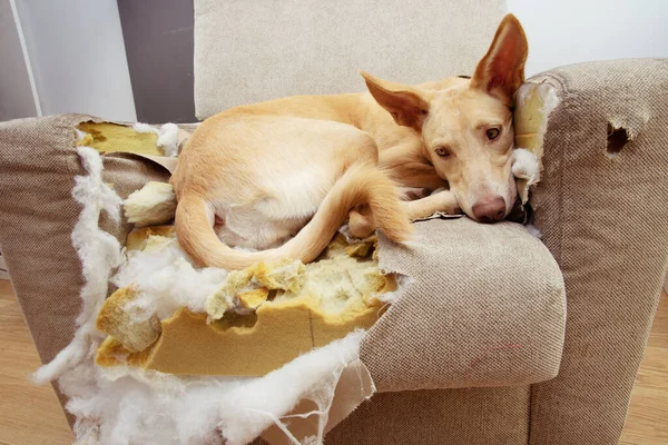Suçlu köpek bir kanepeyi ısırır, parçalar ve çiğner.. 