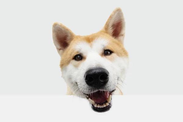Портрет Счастливая Акита Собака Висит Рот Пустом Месте Изолированный Белом — стоковое фото