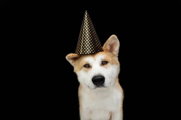 Lindo Cachorro Perro Akita Celebrando Año Nuevo Cumpleaños Carnaval Con —  Fotos de Stock