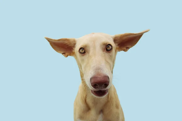 Funny Confused Disconfort Dog Expression Big Ears Flattening Isolted Blue — Stock Photo, Image