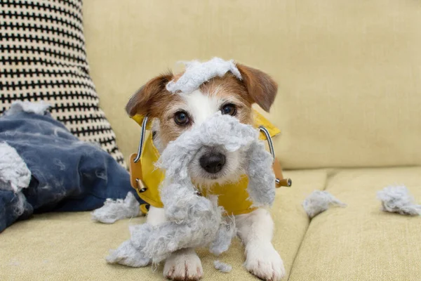 Engraçado Jack Russell Cão Após Mordida Destruir Uma Almofada Com — Fotografia de Stock