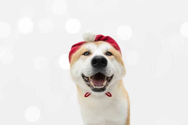 Akita Hond Viert Kerst Met Een Rode Hoed Geïsoleerd Witte — Stockfoto