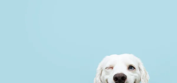 Pankart derisi ve mutlu köpek yavrusu bir gözünü kırpıyor ve tek gözü kapalı renkli mavi bir sırt çantasına gülümsüyor..