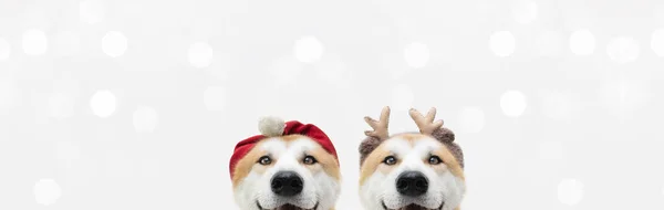 Banner Two Akita Dogs Christmas Reindeer Antlers Santa Claus Costume — Stock Photo, Image