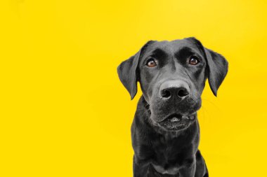 Komik endişeli köpek suratı. Sarı arkaplanda izole edilmiş.