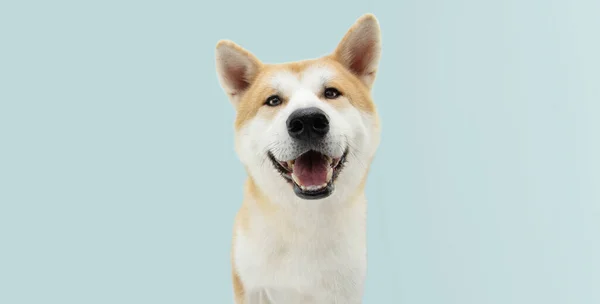 Glad Akita Hund Isolerad Blå Färgad Bakgrund — Stockfoto