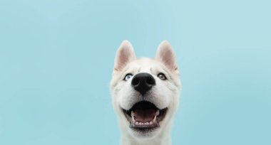 Renkli gözleri ve mutlu bir ifadesi olan, yakın plan, iri yapılı yavru köpek yavrusu. Mavi arkaplanda izole.