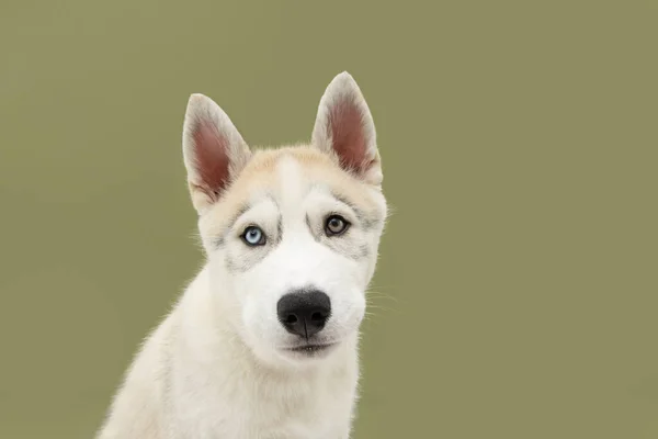 Retrato Siberiano Cão Husky Com Expressão Séria Isolado Fundo Verde — Fotografia de Stock