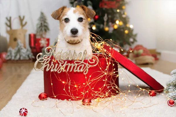 Jack Russell Celebrating Holidays Christmas Tree Lights Present Box — Stock Photo, Image