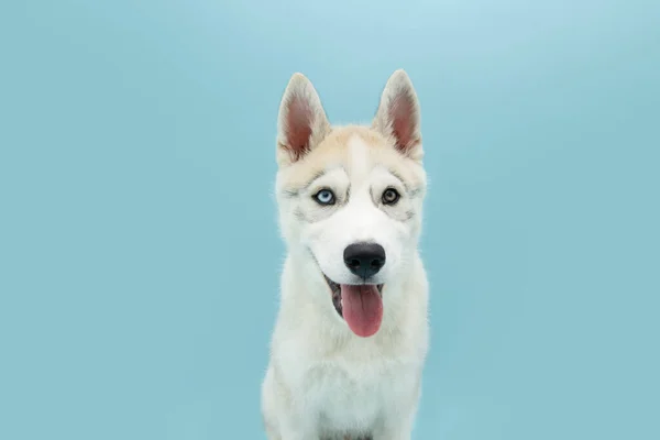 Portrait Siberian Husky Puppy Dog Sticking Out Tongue Isolated Blue — Stock Photo, Image