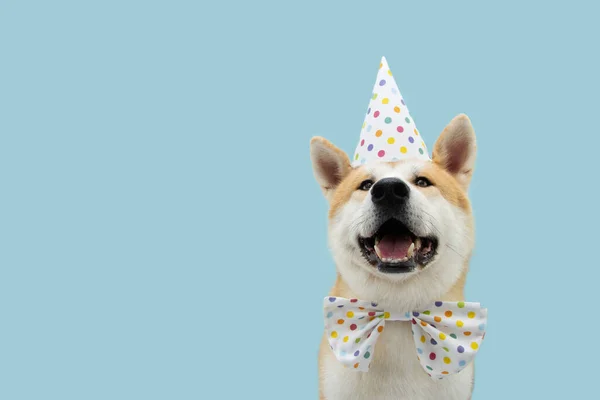 Gelukkige Akita Hond Vieren Verjaardag Carnaval Dragen Feestmuts Strikje Geïsoleerd — Stockfoto