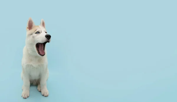 Banner Rolig Sibirisk Husky Valp Hund Öppnar Munnen Isolerad Blå — Stockfoto
